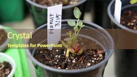  Presentation with sprouting plant - Amazing presentation design having peanut peanut plant peanut plant backdrop and a tawny brown colored foreground