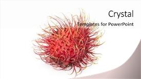  Presentation with fruit lychee - Cool new PPT layouts with peaple - rambutan isolated on white background backdrop and a white colored foreground