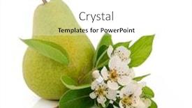  Presentation with pear - Audience pleasing slides consisting of pear fruit and flower blossom leaf sprig isolated over white background rosemarie sempre variety backdrop and a white colored foreground