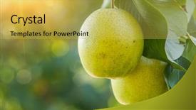  Presentation with fruit tree - Beautiful presentation theme featuring pear fruit on the tree backdrop and a yellow colored foreground
