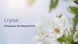  Presentation with bud - PPT theme with pear-spring-flower-and-bud background and a sky blue colored foreground