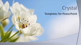  Presentation with pear - Theme featuring pear-spring-flower-on-tree background and a light blue colored foreground