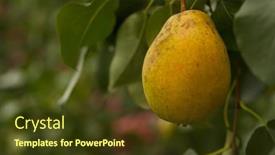  Presentation with pear - PPT theme consisting of pear-tree-ripe-pears background and a tawny brown colored foreground