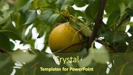  Presentation with pear - Presentation design enhanced with pear-tree-ripe-pears background and a tawny brown colored foreground