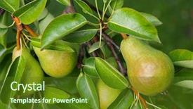  Presentation with fruit tree - Colorful presentation enhanced with pear tree with its fruit backdrop and a tawny brown colored foreground