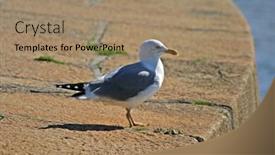  Presentation with nature - PPT theme enhanced with pearched-seagul-by-the-water background and a coral colored foreground