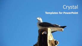  Presentation with nature - Colorful PPT layouts enhanced with pearched-seagul-by-the-water backdrop and a teal colored foreground