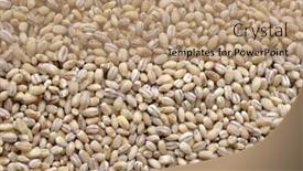  Presentation with pearl - Presentation theme consisting of free food additives - pearl barley background and a coral colored foreground