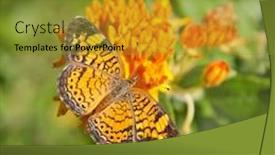  Presentation with weed - Amazing slides having pearl crescent butterfly feeding on butterfly weed backdrop and a gold colored foreground