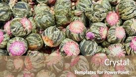  Presentation with green tea and milk - PPT theme with pearl herbal - turkish green tea balls background and a coral colored foreground