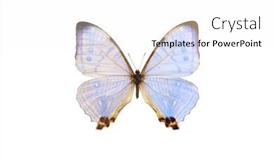  Presentation with pearl - PPT layouts enhanced with pearl-morpho-sulkowski-lympharis-light background and a white colored foreground