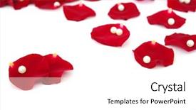  Presentation with pearl - Cool new PPT theme with pearl on a rose petals backdrop and a white colored foreground