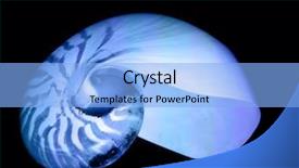  Presentation with sardines school in blue sea - Slides with pearl oyster - beautiful blue nautilus sea shell background and a light blue colored foreground