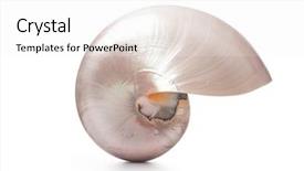  Presentation with pearl - Cool new presentation theme with pearl shell of a nautilus backdrop and a white colored foreground
