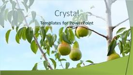  Presentation with fruit tree - Audience pleasing PPT theme consisting of pears-on-tree-branch backdrop and a sky blue colored foreground