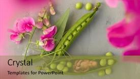  Presentation with baby sleeping - Colorful PPT theme enhanced with peas - adorable baby sleeping backdrop and a gold colored foreground