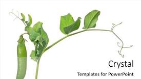  Presentation with stem - Amazing presentation theme having peas - green pea stem isolated backdrop and a white colored foreground