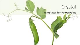  Presentation with stem - Audience pleasing theme consisting of peas - green pea stem isolated backdrop and a soft green colored foreground