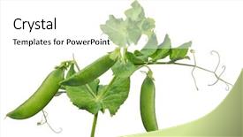  Presentation with stem - Amazing PPT theme having peas - green pea stem isolated backdrop and a white colored foreground
