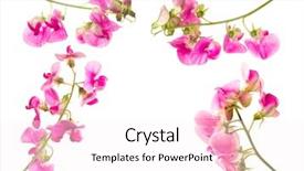 Presentation with soft white flower - Presentation theme with peas - soft pink sweet pea lathyrus background and a white colored foreground