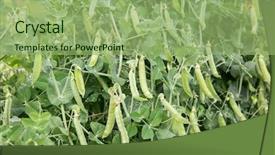  Presentation with peas - Presentation design consisting of peas plants in a garden background and a seafoam green colored foreground