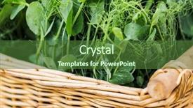  Presentation with seedling - Slide set consisting of pease - gardening farming and agriculture concept background and a  colored foreground