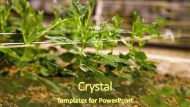  Presentation with genetic - Audience pleasing PPT theme consisting of pease - genetic experiment - growing experimental backdrop and a tawny brown colored foreground