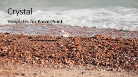  Presentation with rolling stones - Cool new presentation with pebble stones on the sea backdrop and a light gray colored foreground