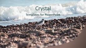  Presentation with rolling stones - Presentation theme enhanced with pebble stones on the sea background and a sky blue colored foreground