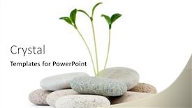  Presentation with alternative - Beautiful presentation theme featuring pebbles and seedlings - alternative medicine concept backdrop and a white colored foreground