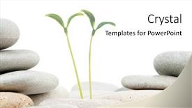  Presentation with alternative medicine - Colorful presentation theme enhanced with stack stones hand - pebbles and seedlings - alternative backdrop and a white colored foreground