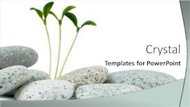  Presentation with alternative medicine - Presentation theme having pebbles and seedlings - alternative medicine concept background and a white colored foreground