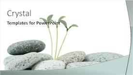  Presentation with alternative - PPT theme consisting of pebbles and seedlings - alternative medicine concept background and a white colored foreground