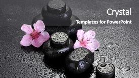  Presentation with sakura - Presentation theme having pebbles water - spa stones with drops background and a dark gray colored foreground