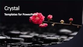  Presentation with water life - Colorful PPT theme enhanced with pebbles water - still life with pebble backdrop and a black colored foreground