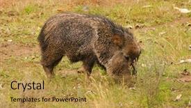  Presentation with pig - Cool new PPT layouts with peccary or central and south american pig backdrop and a gold colored foreground