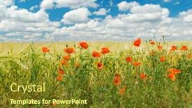  Presentation with poppies - Slide set with ped poppies on field soft focus on bottom background and a tawny brown colored foreground