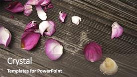  Presentation with pink rose - Presentation theme with pedals of red rose background and a dark gray colored foreground