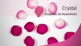  Presentation with white rose - Audience pleasing presentation theme consisting of pedals of red rose backdrop and a lemonade colored foreground