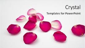  Presentation with white rose - Amazing presentation having pedals of red rose backdrop and a white colored foreground