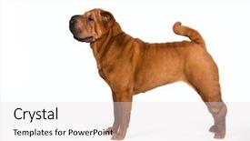  Presentation with pei - Amazing presentation design having pedigree - chinese shar-pei dog isolated backdrop and a light gray colored foreground