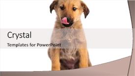  Presentation with yellow beige light brown travertine - Amazing theme having pedigree - closeup of cute light brown backdrop and a light gray colored foreground