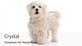  Presentation with poodle - PPT theme with pedigree - cute maltese poodle dog isolated background and a white colored foreground