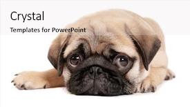  Presentation with puppy - Presentation theme enhanced with pedigree - cute pug puppy on white background and a sky blue colored foreground