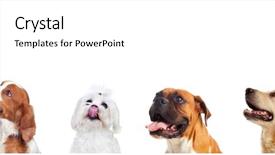  Presentation with dog park dogs plays - Beautiful PPT theme featuring pedigree - differents dogs looking at camera backdrop and a white colored foreground