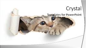  Presentation with cat - Beautiful PPT theme featuring pedigree - funny cat looking through paper backdrop and a white colored foreground