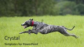  Presentation with greyhound - Audience pleasing slide deck consisting of pedigree - greyhound is running the whippet backdrop and a yellow colored foreground
