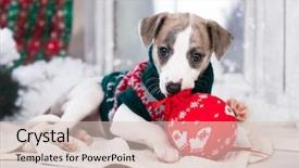  Presentation with christmas new year frame banner - Cool new PPT layouts with pedigree - happy new year christmas wippet backdrop and a  colored foreground