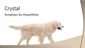  Presentation with walking - Amazing PPT theme having pedigree - labrador retriever dog walking isolated backdrop and a white colored foreground