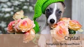  Presentation with greyhound race a whippet - Slide set with pedigree - portrait of puppy whippet 2 background and a coral colored foreground